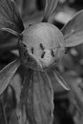 Ants