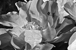 The_beauty