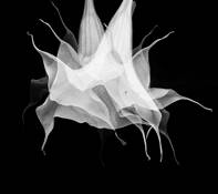 Angel_trumpet