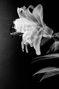 Oriental_lily