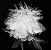 Peony
