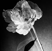 Peony