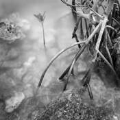Mangrove_garden