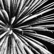 Pyrotechnic_1