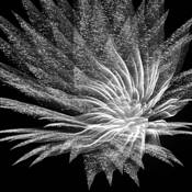 Pyrotechnic_11