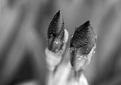 Budding_irises