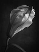 Emerging_lily