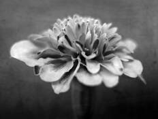 Marigold