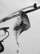 Milkweed_pod_in_winter