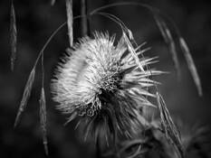 Thistle
