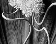 Untitled_6