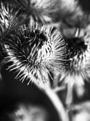 Burdock_study