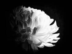Chrysanthemum_study__2