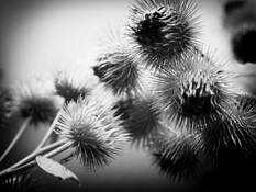 Floating_burdock_a