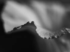 Flower_study__2