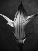 Zucchini_flower