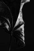 Leaf_series_1928