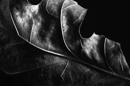 Leaf_series_2204