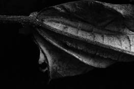 Leaf_series_2747