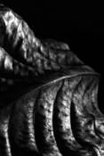 Leaf_series_338