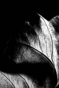 Leaf_series_655_wonder_lake