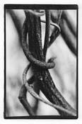 Life_as_vines_and_knots_1