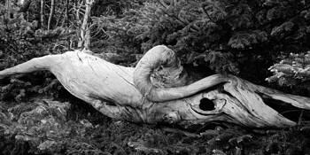 Mythical_creature