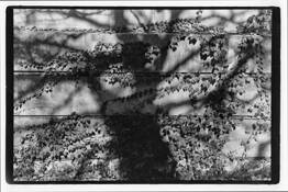 Shadows_1