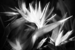 Flowers__10