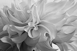 Flowers__11