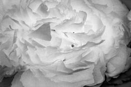 Flowers__12