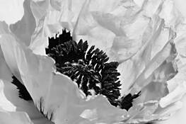 Flowers__2
