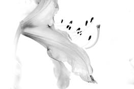 Flowers__3