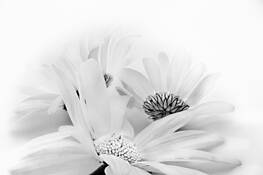 Flowers__4