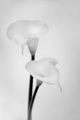 Flowers__5