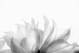 Flowers__8