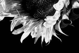 Flowers__9