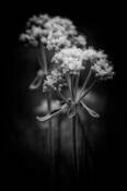 Flower_bouquet_in_nature