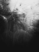 Lightness