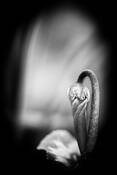 Shy