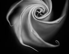 Twirl
