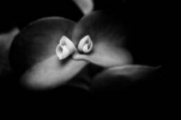 Two_lovers