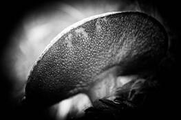 Wild_mushroom