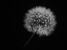 Untitled_1