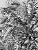 Windblown_palms__1