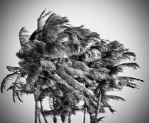 Windblown_palms__15