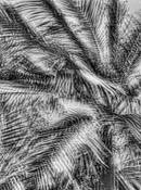 Windblown_palms__6
