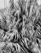 Windblown_palms__7