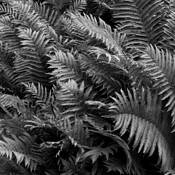 Ferns