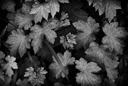 Geranium_foliage